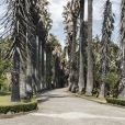 Fotografia de uma das alamedas principais do jardim Botânico Tropical, com duas fileiras de grandes Palmeiras